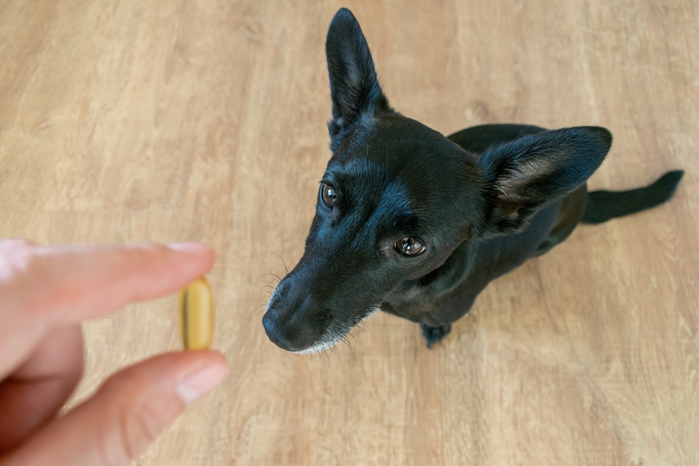 Fish oil for dogs