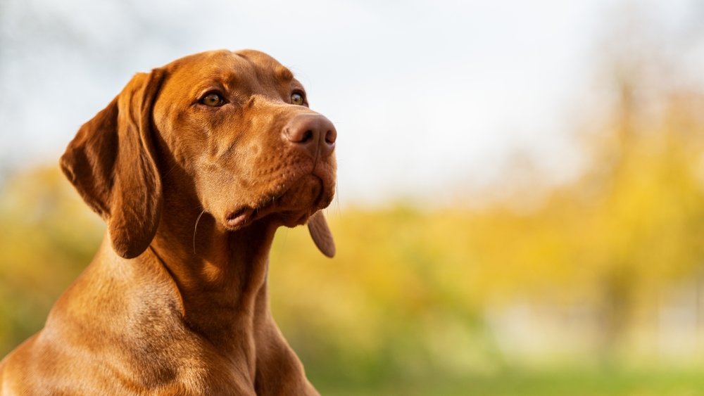 Fish oil for dogs