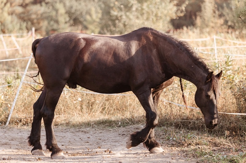 How to Treat an Open Wound on a Horse