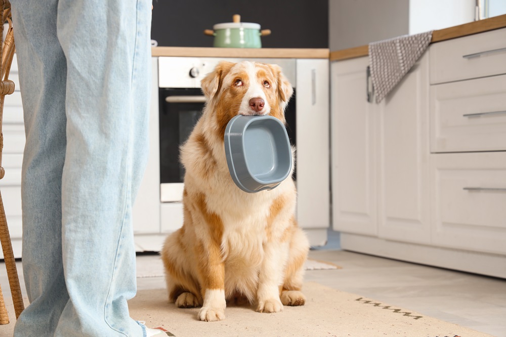 Dog Gut Health