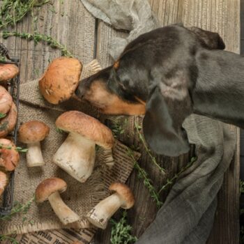 Are Mushrooms Good for Dogs