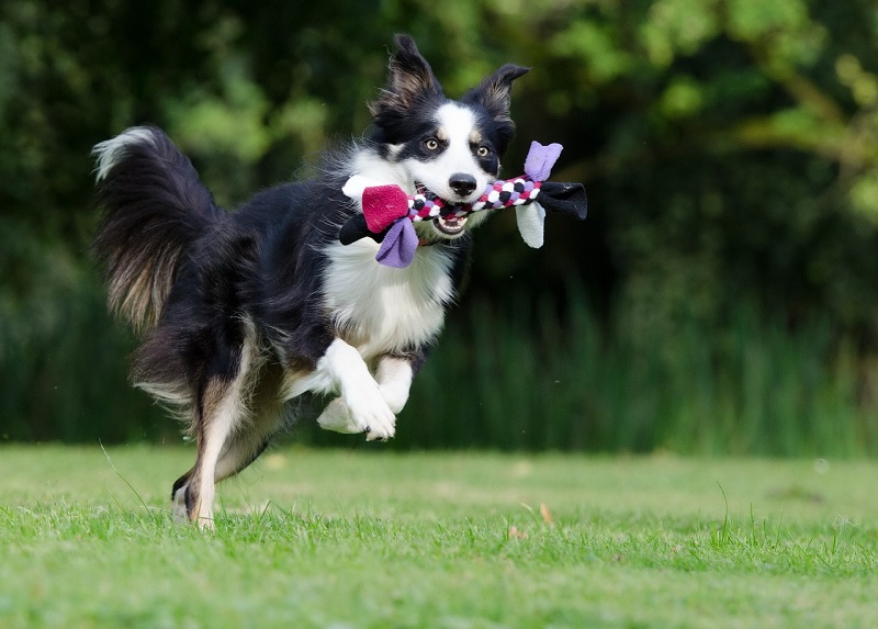 The Best Exercises for Dogs with Arthritis