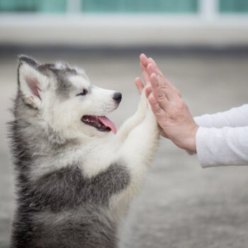 Give me five with puppy
