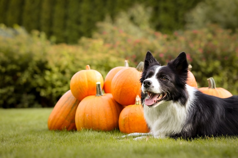 Happy Border Collie Lies Down on Grass with Group of Pumpkins
