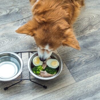 Dog eating food with vitamin E