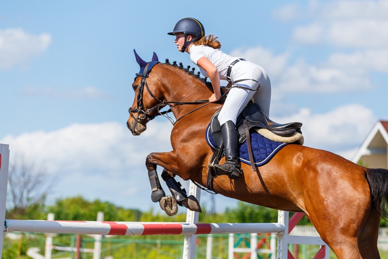 Common Skin Conditions in Horses