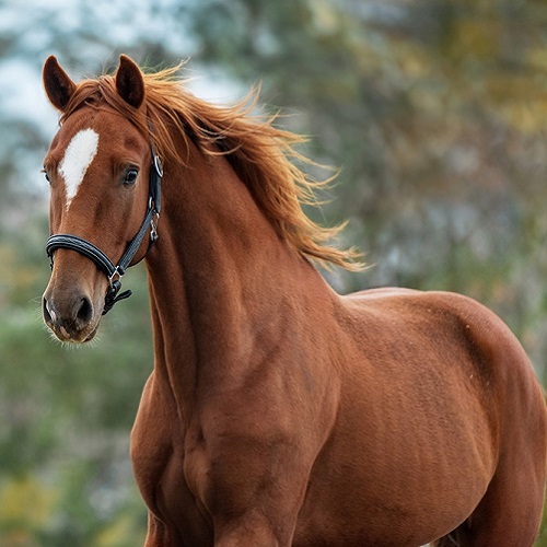 Understanding And Treating Common Skin Conditions In Horses Vetericyn