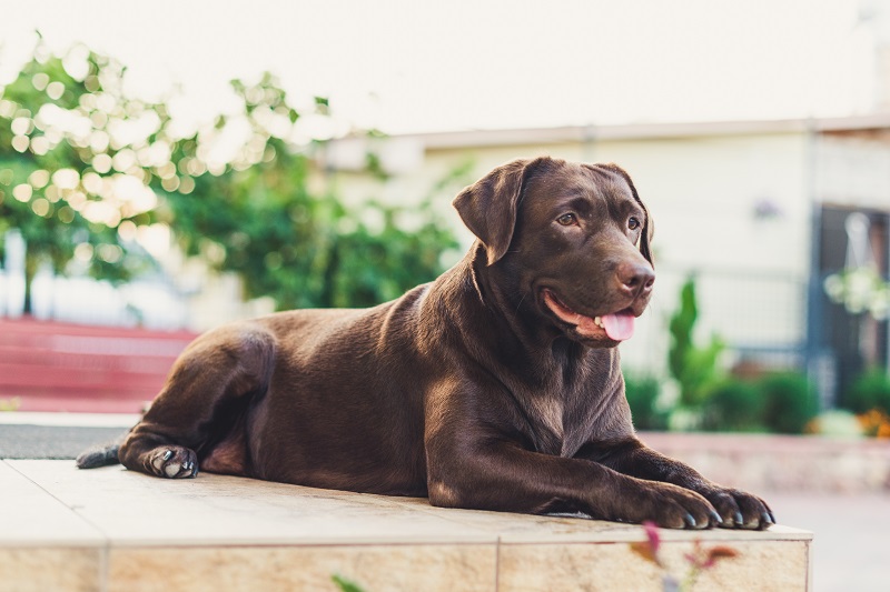 Do Labrador Retrievers Shed Tips to Manage Shedding Vetericyn