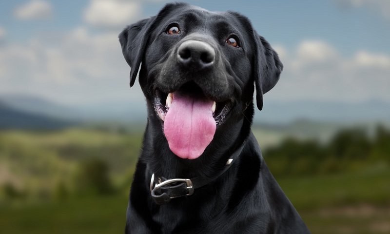 Do Labrador Retrievers Shed