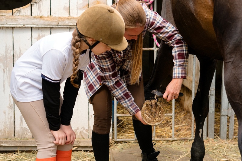 hoof cleaning