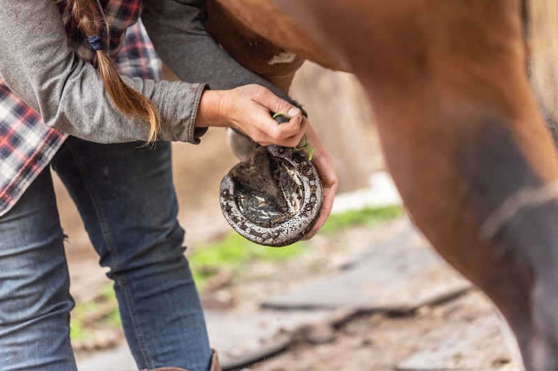 hoof cleaning