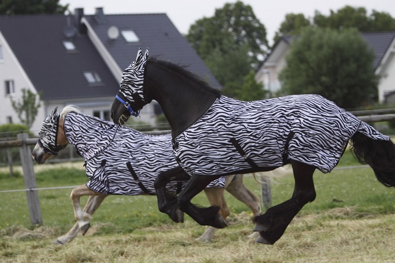 horses with fly masks and rugs