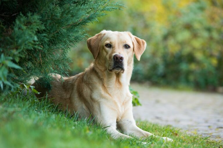 Understanding & Treating Labrador Skin Problems | Vetericyn