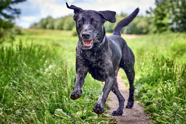 Common Labrador Retriever Health Issues | Vetericyn