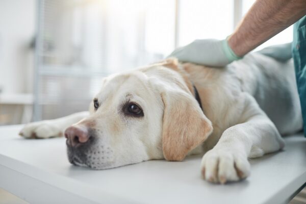 Common Labrador Retriever Health Issues | Vetericyn