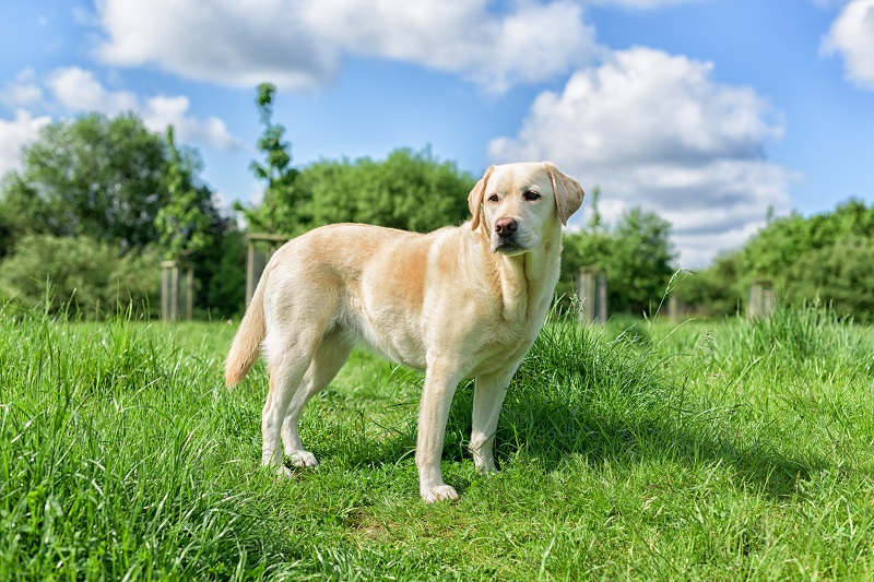 labrador-retriever-lifespan