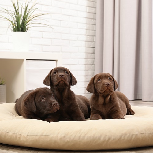 How Long Do Labrador Retrievers Live? Tips For a Healthy Lifespan ...