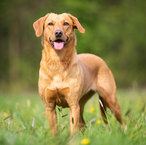 Labrador retriever retriever shops