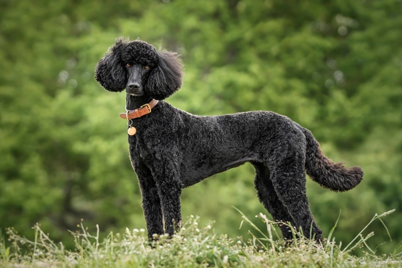 Common Poodle Health Issues