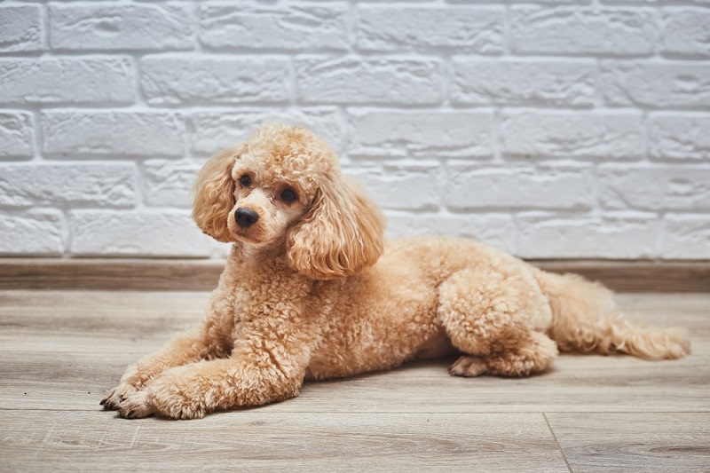 Common Poodle Health Issues