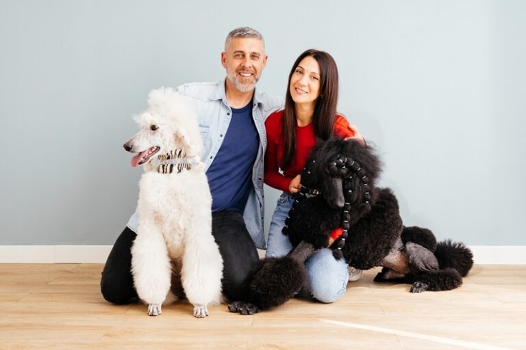 How Long Do Poodles Live? Tips For a Healthy Lifespan | Vetericyn