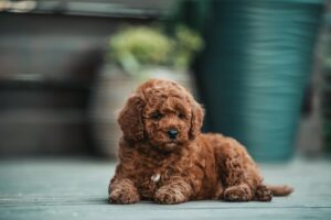 How Long Do Poodles Live? Tips For a Healthy Lifespan | Vetericyn