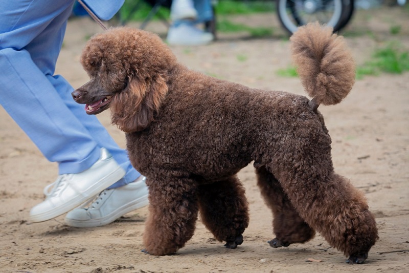 Understanding Treating Poodle Skin Problems Vetericyn