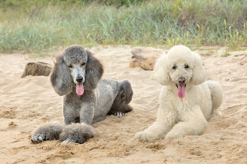 The-Ultimate-Guide-to-Poodles