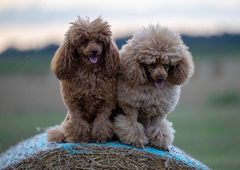 do-poodles-shed