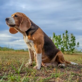 Beagle