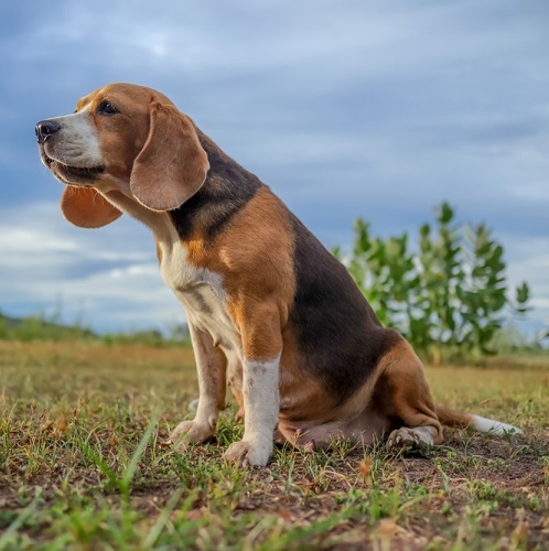 Beagle ear retailer cleaning solution