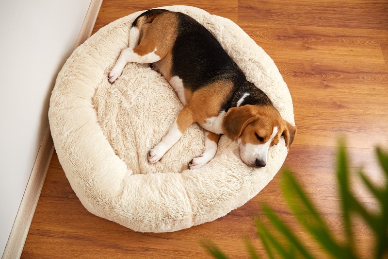 Beagle