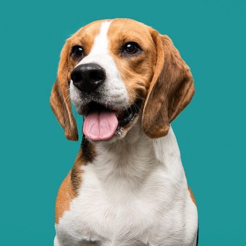 Best food for beagles uk best sale