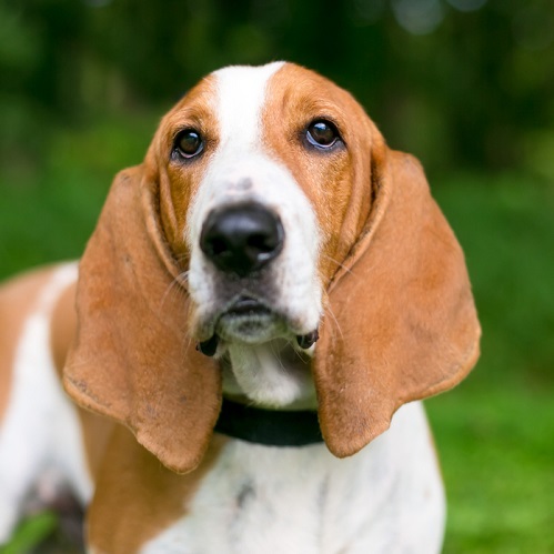 Best Practices For Dog Ear Maintenance In Breeds With Floppy Ears 