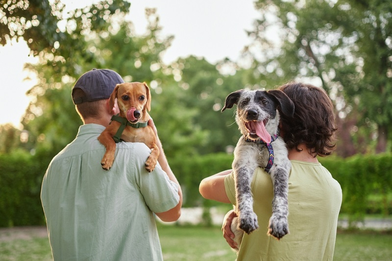 Natural Remedies vs. Medicated Treatments for Dog Ear Infections