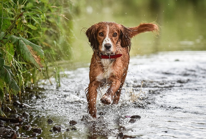 Understanding Otitis Externa in Dogs