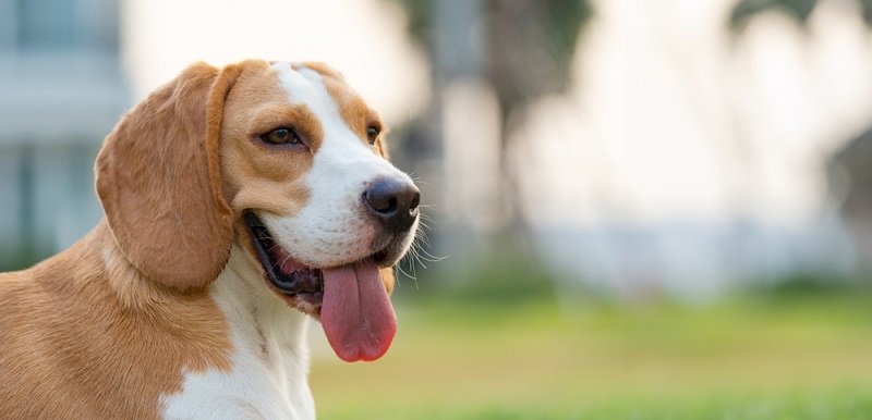 Understanding Otitis Externa in Dogs