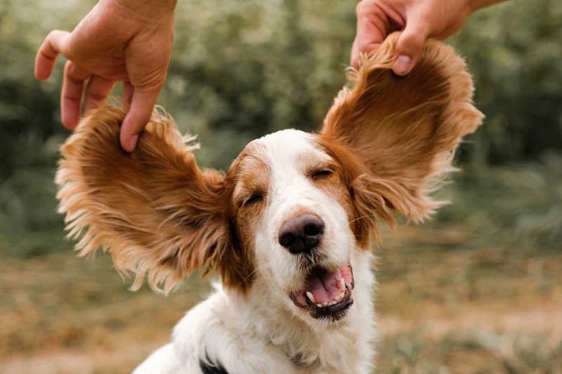 Dog Ear Maintenance in Breeds with Floppy Ears