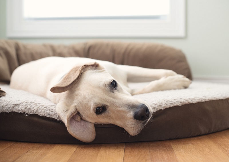 Dog Ear Maintenance in Breeds with Floppy Ears