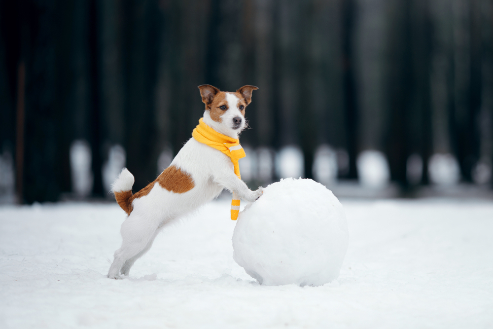 Cold Weather Hazards for Dogs