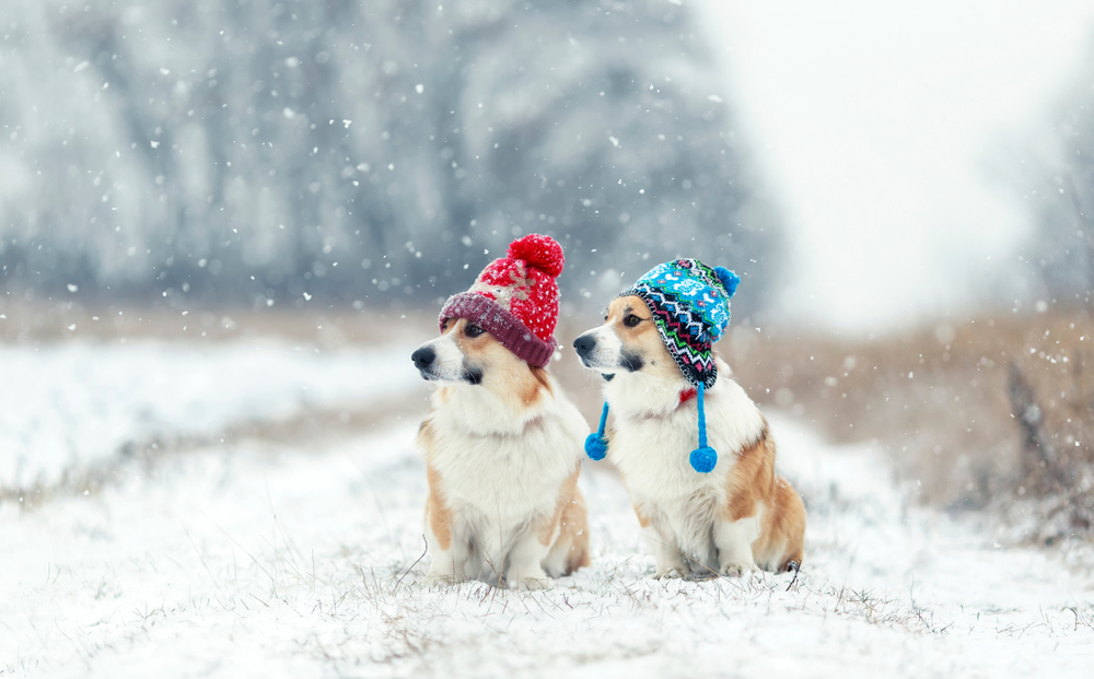 Cold Weather Hazards for Dogs