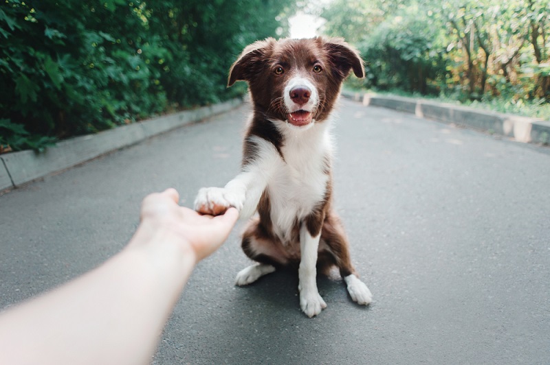 Itchy Paws on Dogs