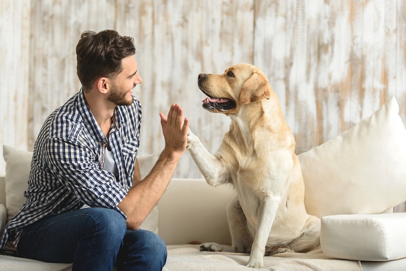 Itchy Paws on Dogs