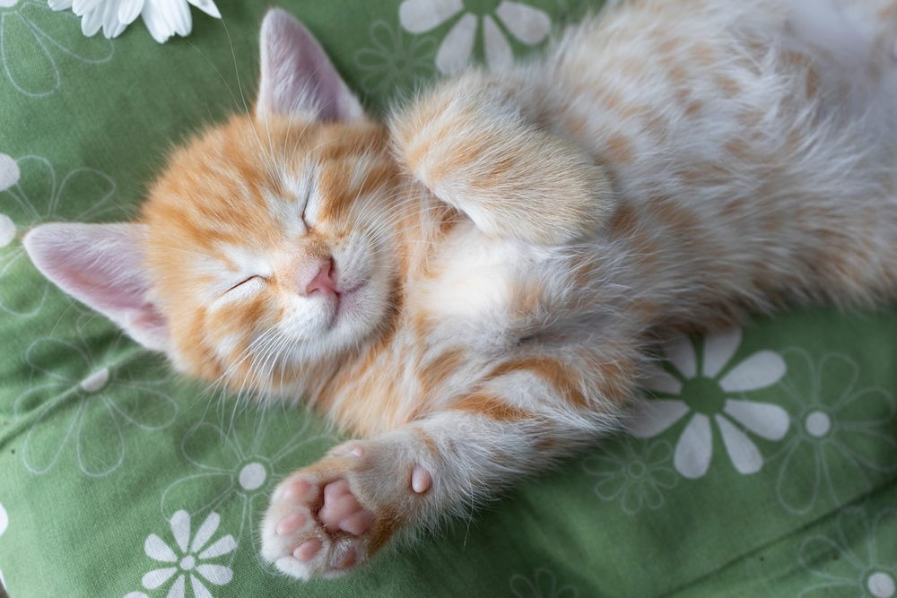 Cat care