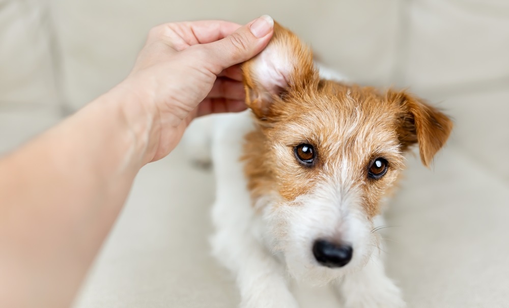 How to Treat a Dog Ear Hematoma At Home