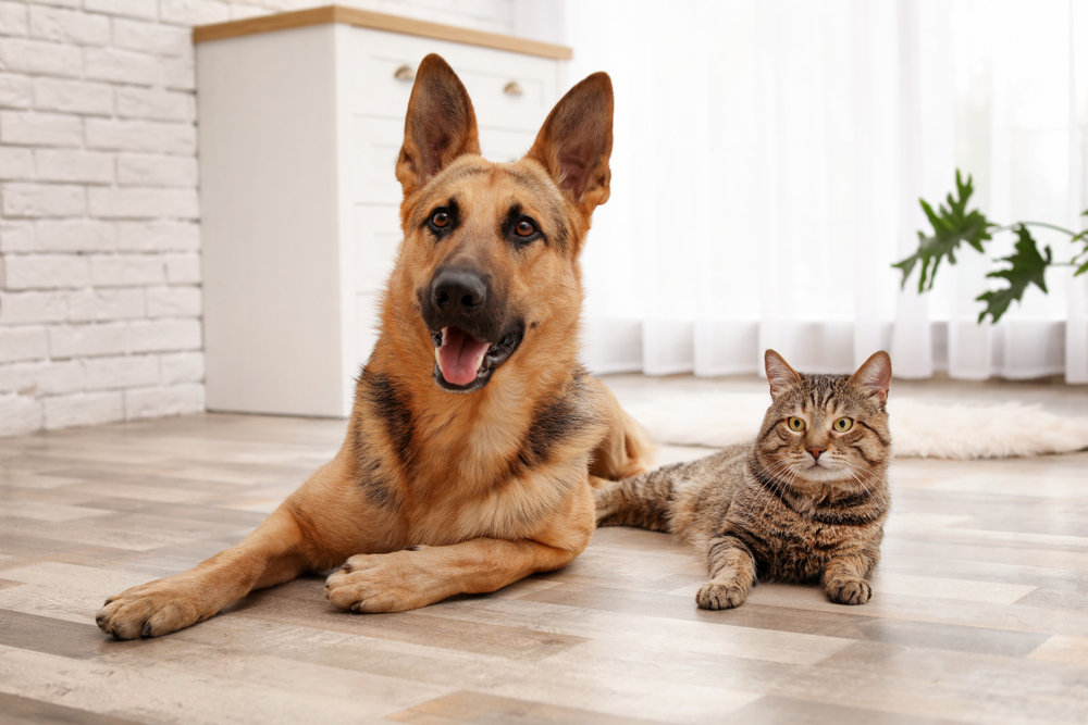 Pet eye drops