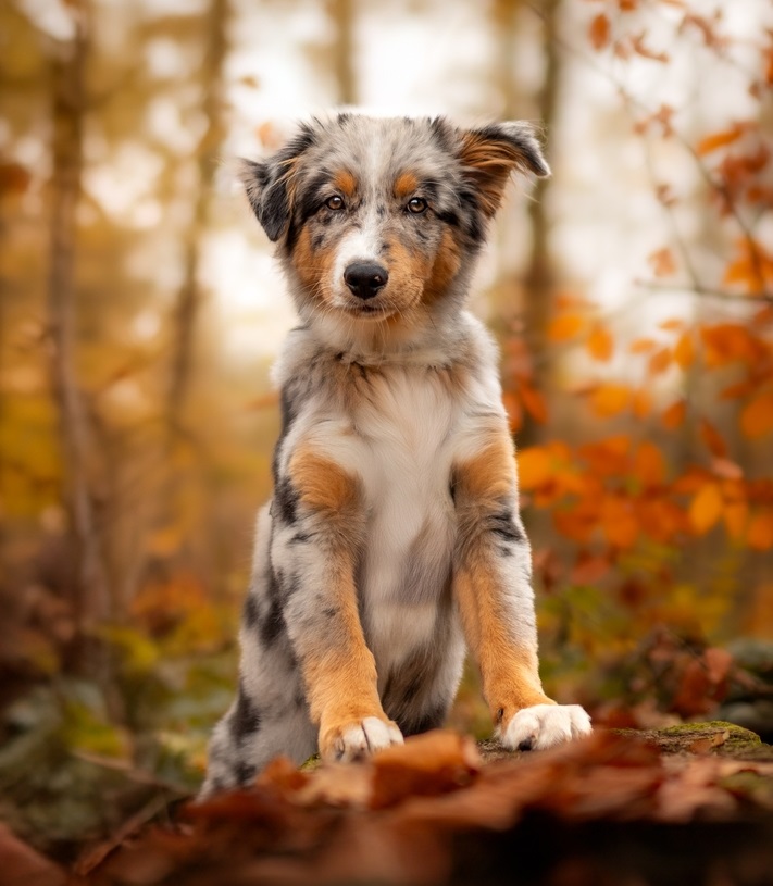 Puppy in the forrest
