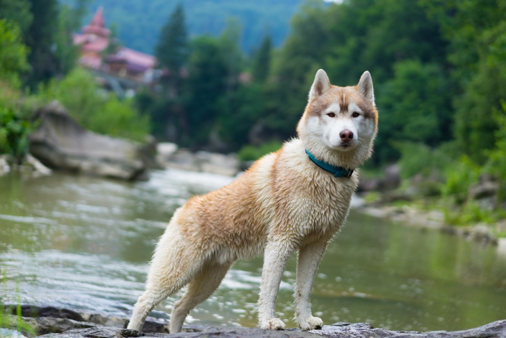 Dog near river