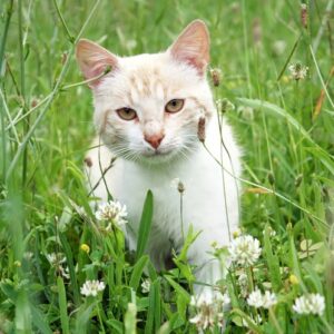 Why Is My Cat Scratching Its Ears