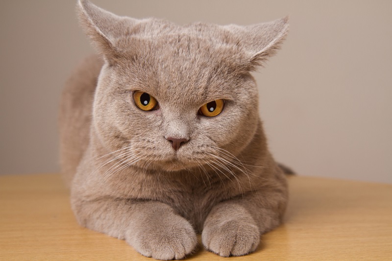 Cat Losing Hair on Ears